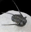 Well Preserved Cyphaspis Eberhardiei Trilobite - #36414-2